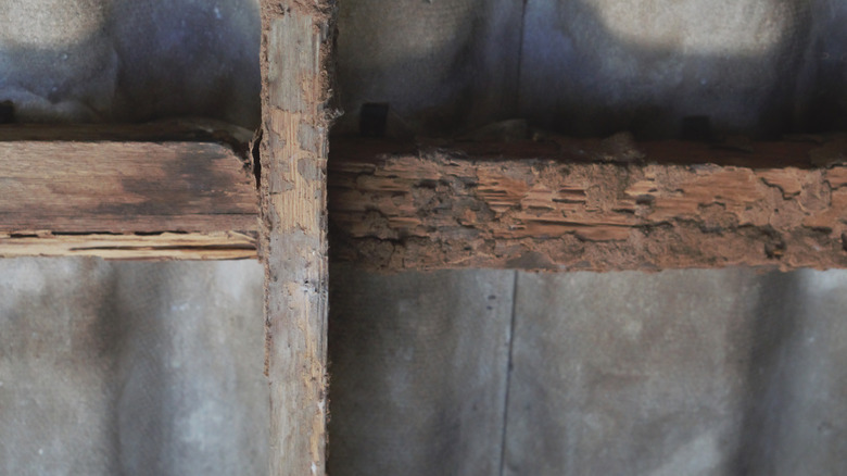 damp and damaged wood