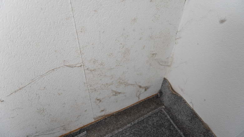 Mold on a wall