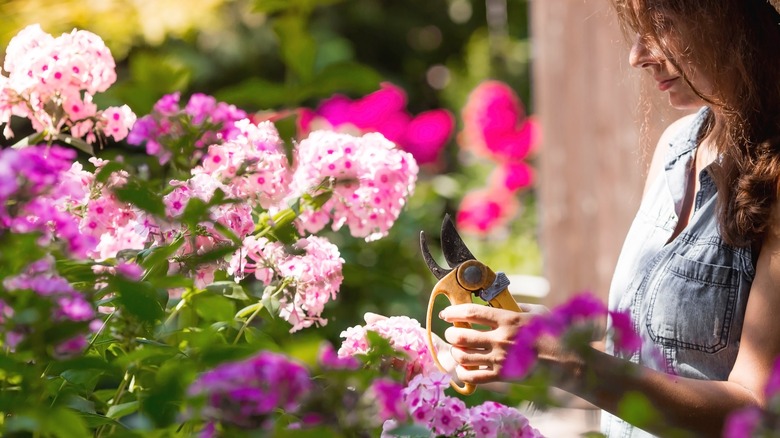 Gardener pruning phlox plant