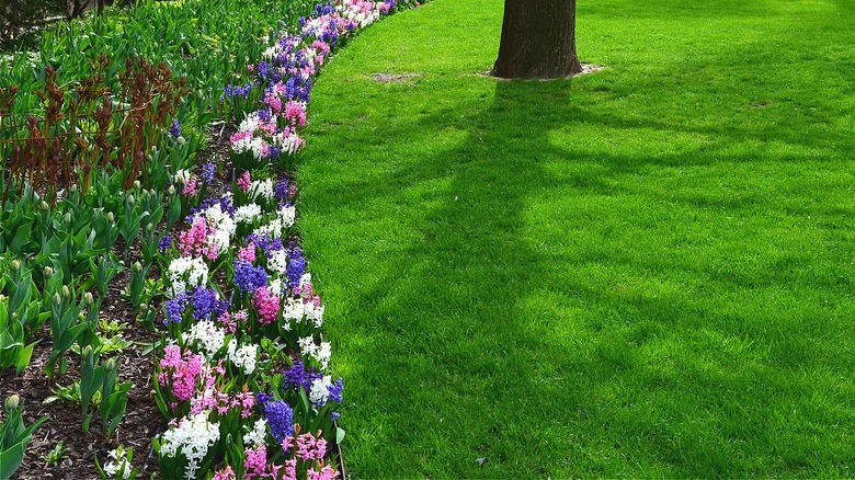 Edging between lawn and flowers