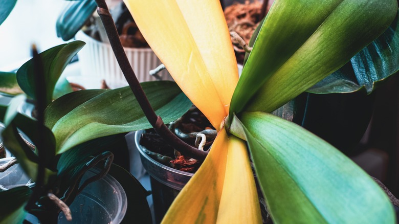 orchid plant with yellowing leaves
