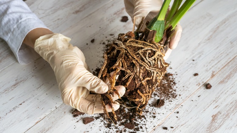 person holds dying orchid roots