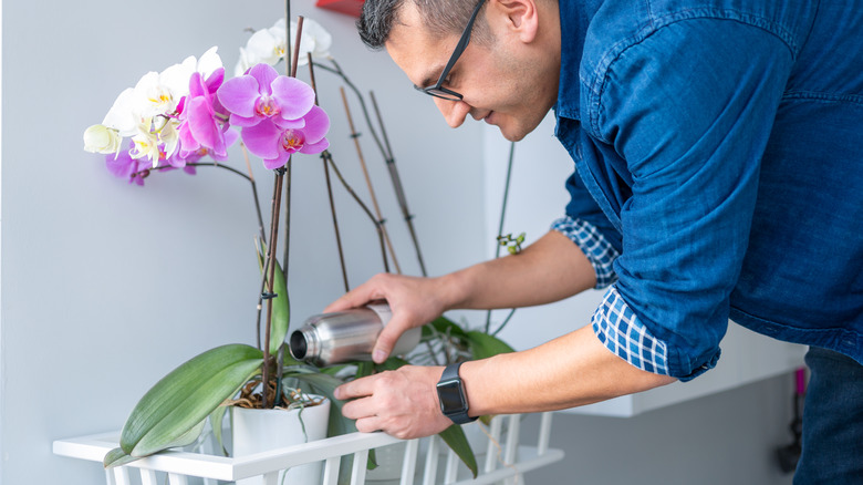 person watering orchid with bottle