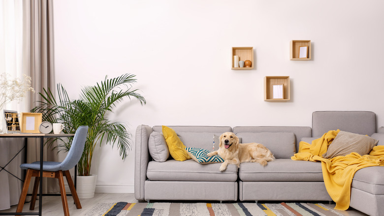 Dog on family room sofa