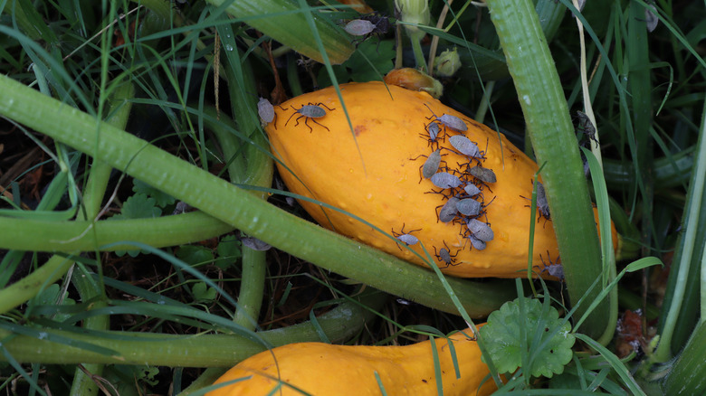 squash bugs on squashes
