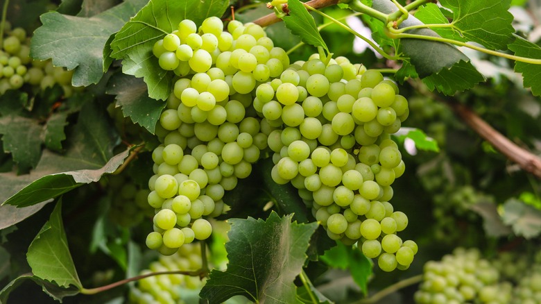 green grapes on vine