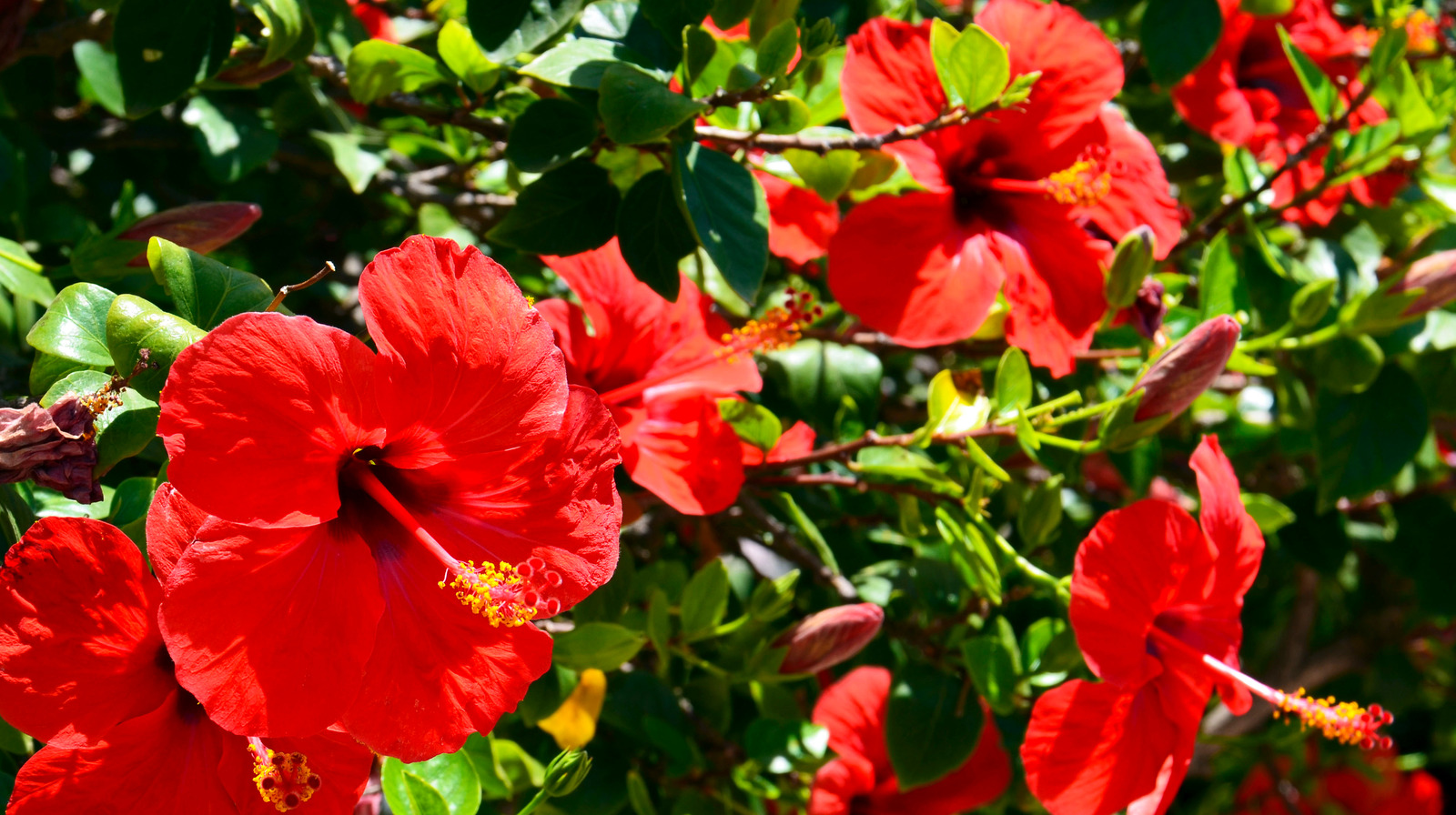 are hibiscus flowers bad for dogs