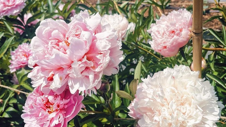 Close up of peonies