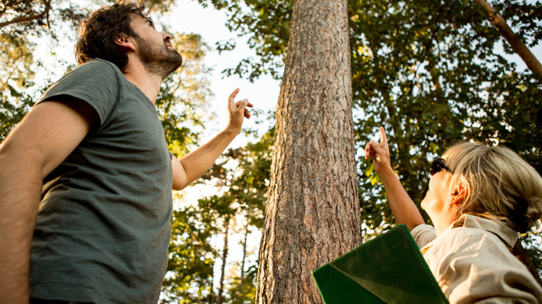 Homeowners inspecting a tree to decide whether to  relocate it.