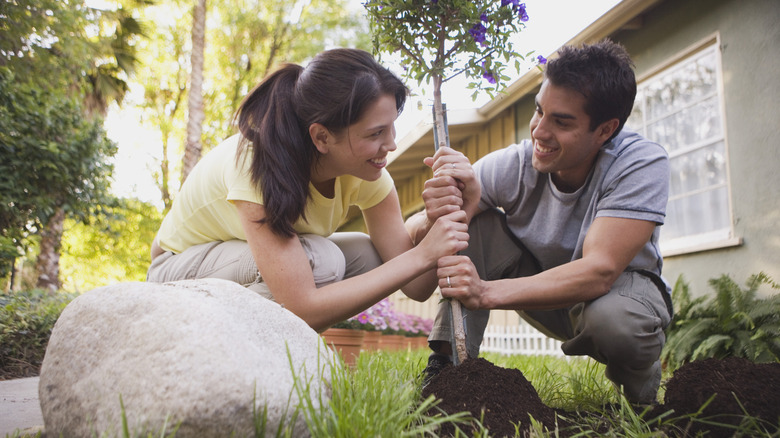 Homeowners replanting a tree