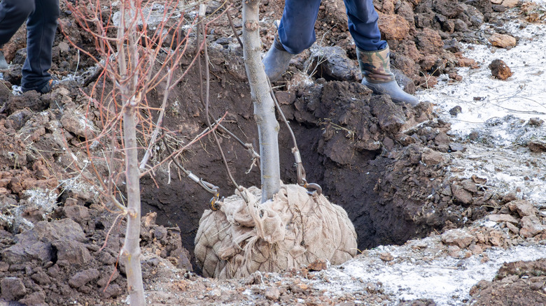 Tree with rootball is placed in hole.