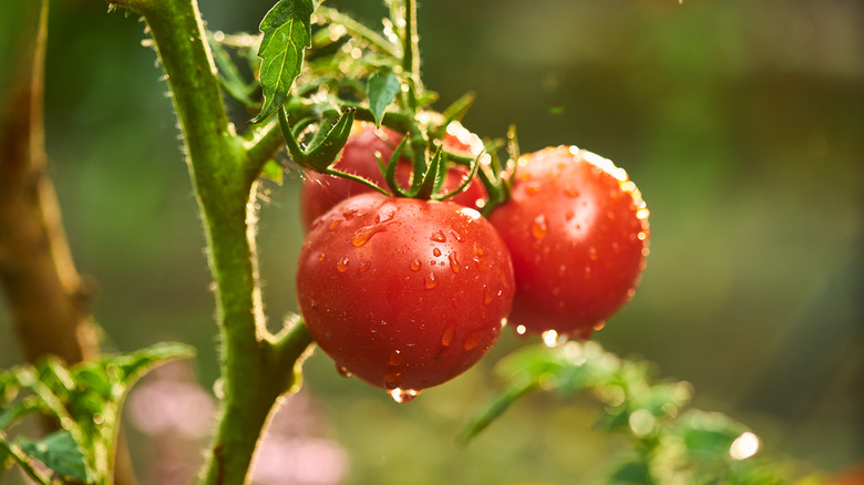 Wet tomatoes on vine