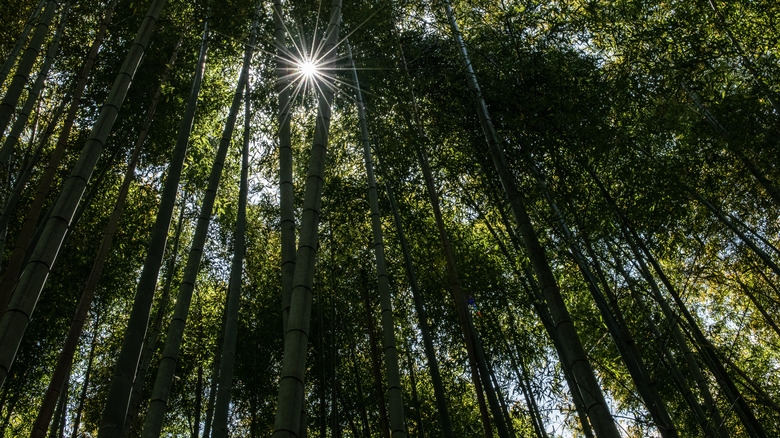 bamboo forest