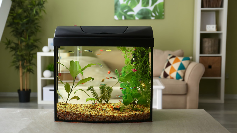 Fish tank in a living room