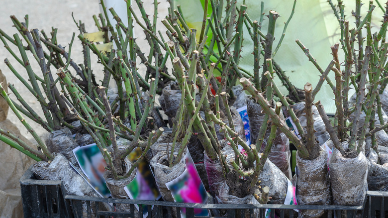 Bare root rose plants in bags