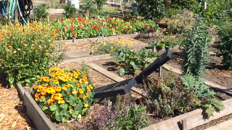 garden planting beds