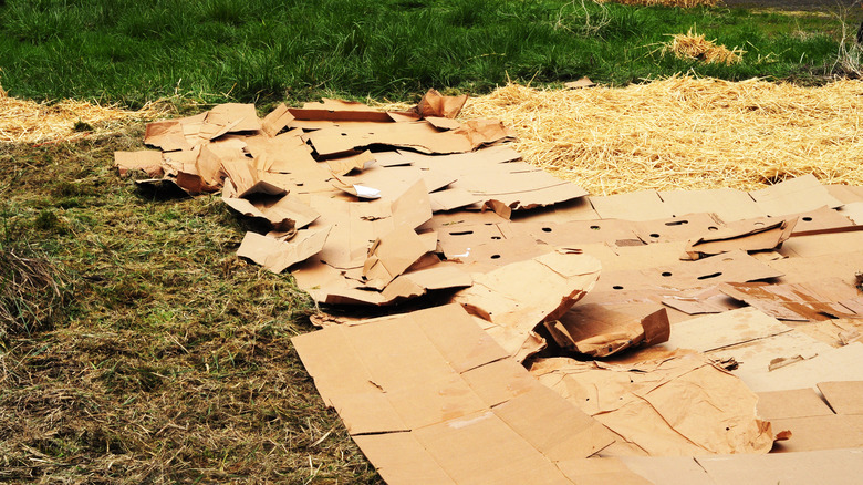 cardboard garden mulch