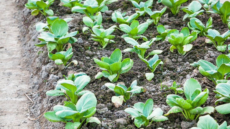 cabbage growing in a garden