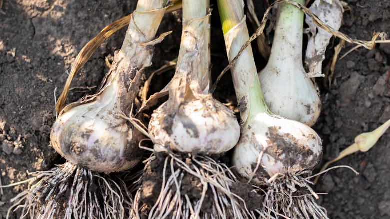 Garlic bulbs pulled from the earth