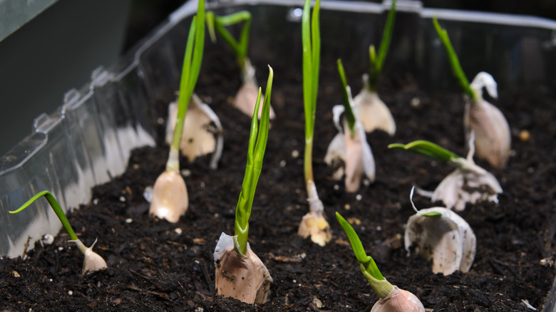 Garlic cloves sprouting in tray