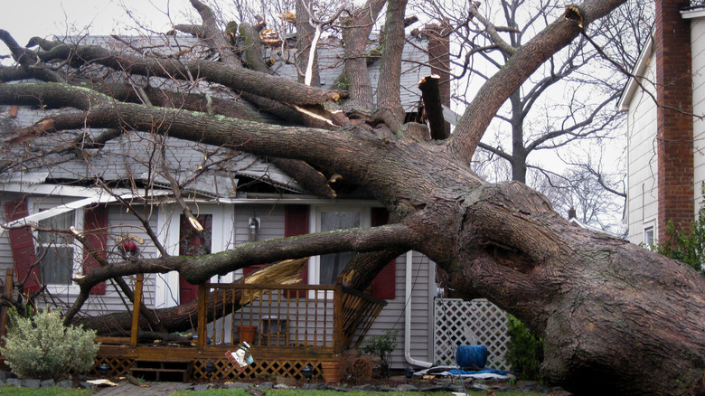 Neighbor's tree felled by hurricane