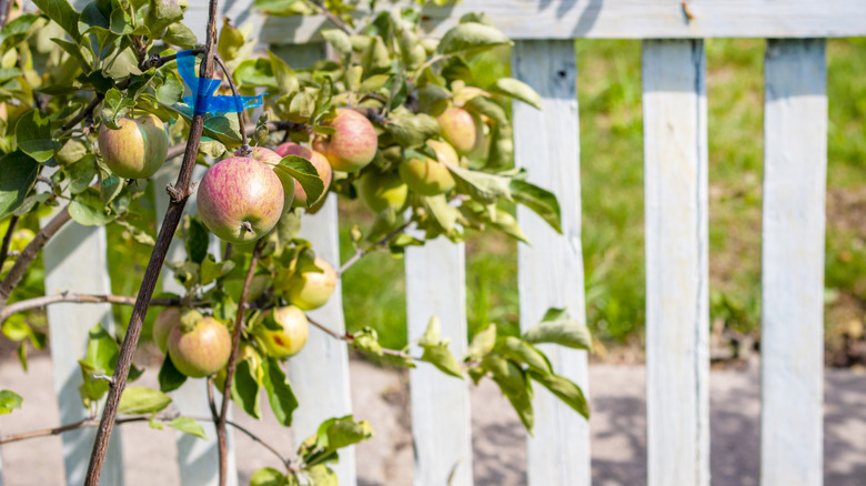 Apples on a tree leaning over a white picket fence