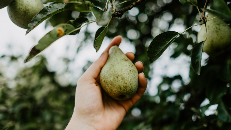 A hand reaching up to pluck a pear from a tree
