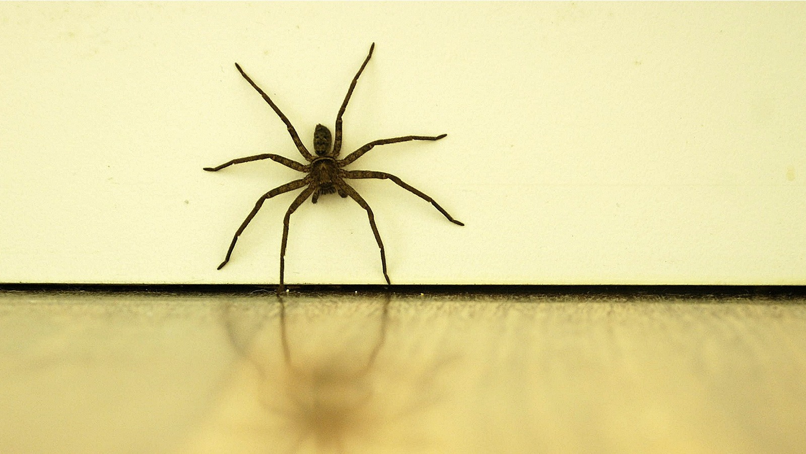 Evict Common House Spiders With This Simple Vinegar Hack