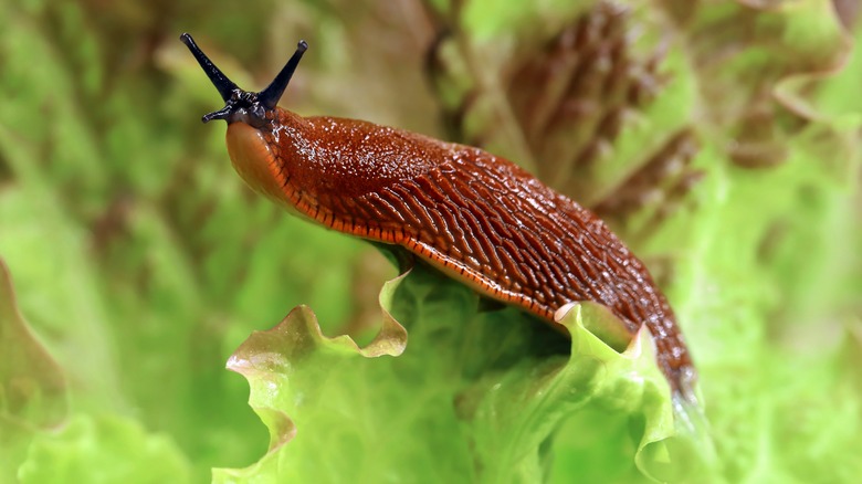 slug on lettuce leaf