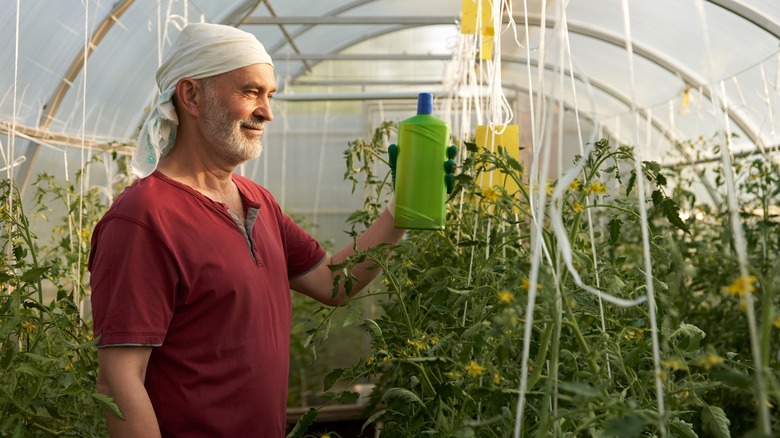 Man in maroon shirt fertilizing greenhouse tomato bushes