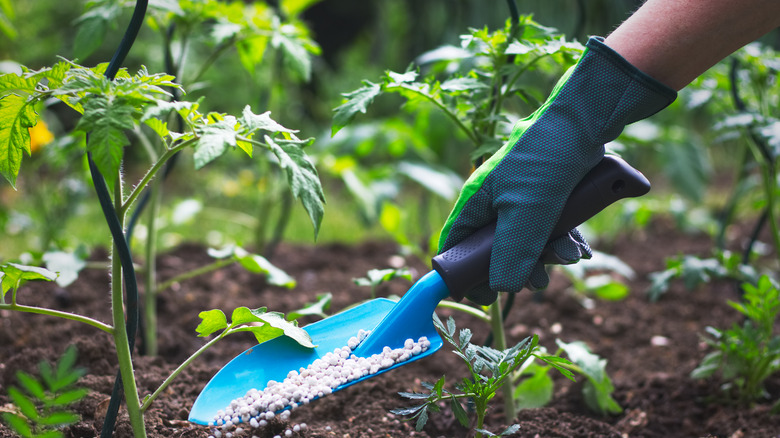 Person sprinkling granulated fertilizer around small tomato plant