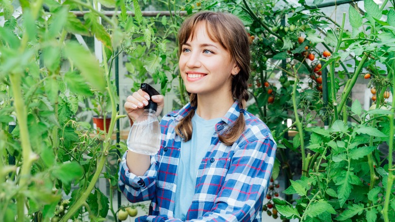 Young woman in plaid shirt spraying fertilizer on tomato plants
