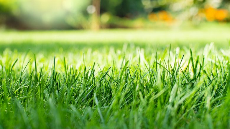 Close-up of freshly cut grass blades