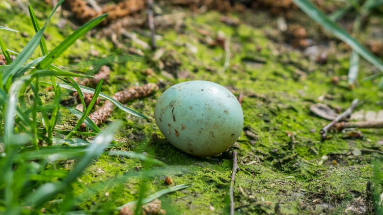 Bird egg on ground