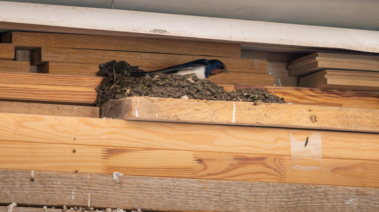 A barn swallow building a nest inside garage.