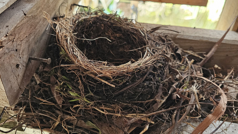 An old nest with materials falling out of it in the rafters of a garage.