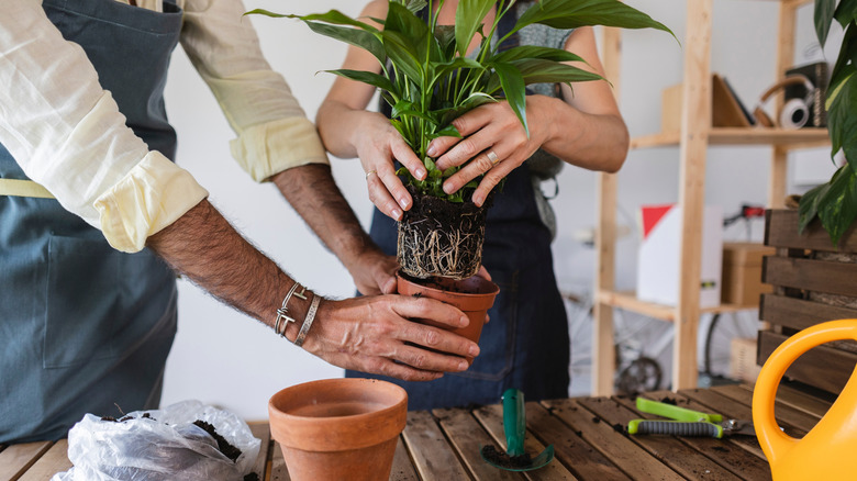 Two florists with aprons repotting peace lily