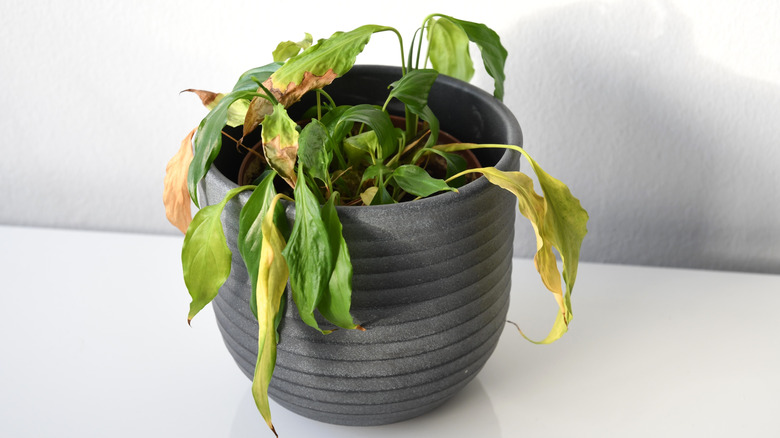 Peace lily with withering leaves in need of water