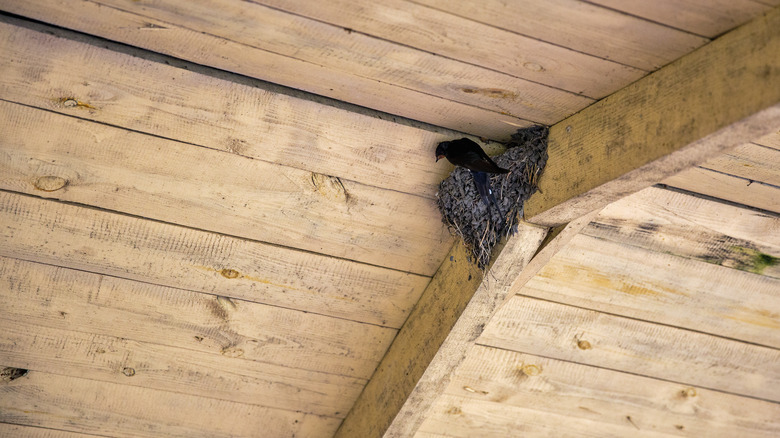 birds in attic wood