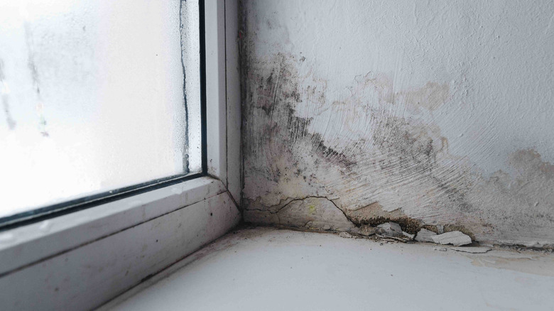 Mold by window