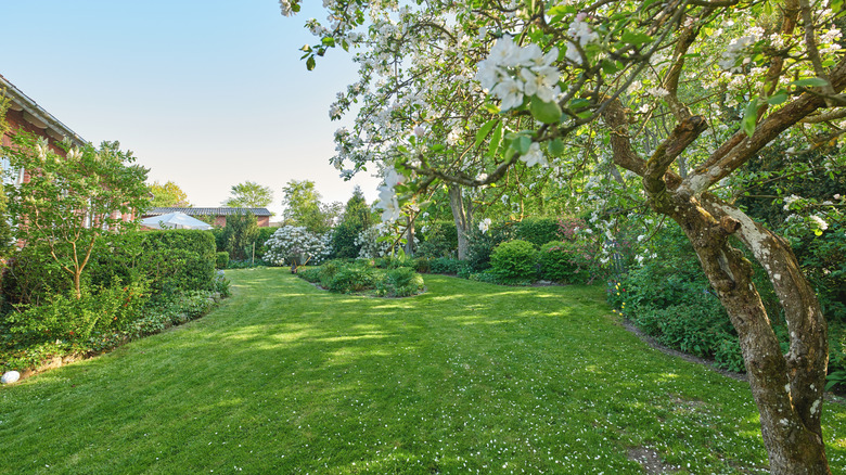 Lush yard with trees