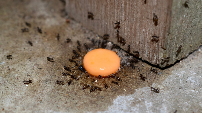 Asian needle ants around food on ground