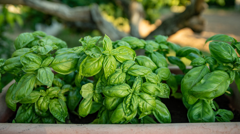 Basil growing outdoors