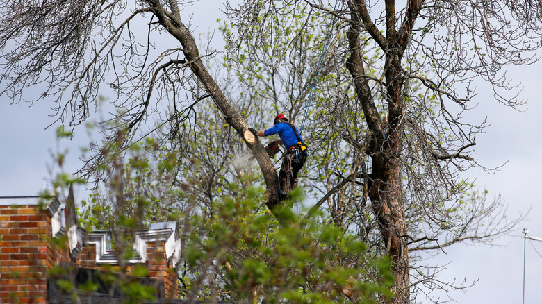 A tree surgeon works to cut branches from a tree near a house