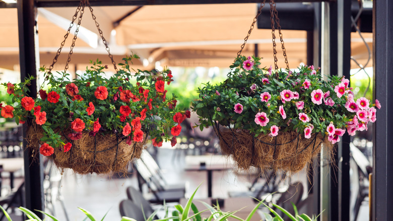 Planters filled with plants with red and pink blooms hang from a porch awning.