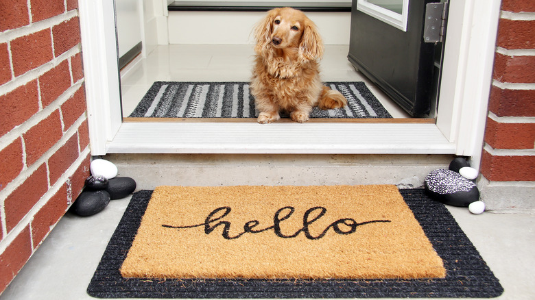 Dog and doormat at house entrance