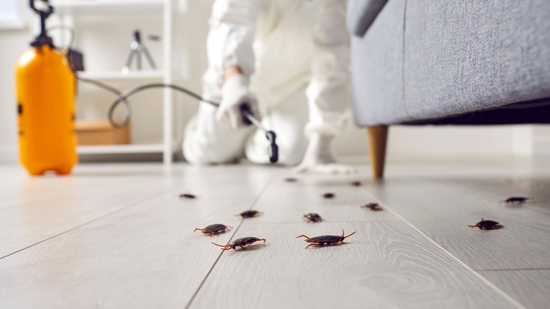 pest control working on floor