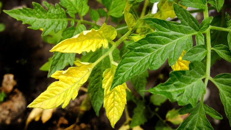 Tomato leaves turning yellow