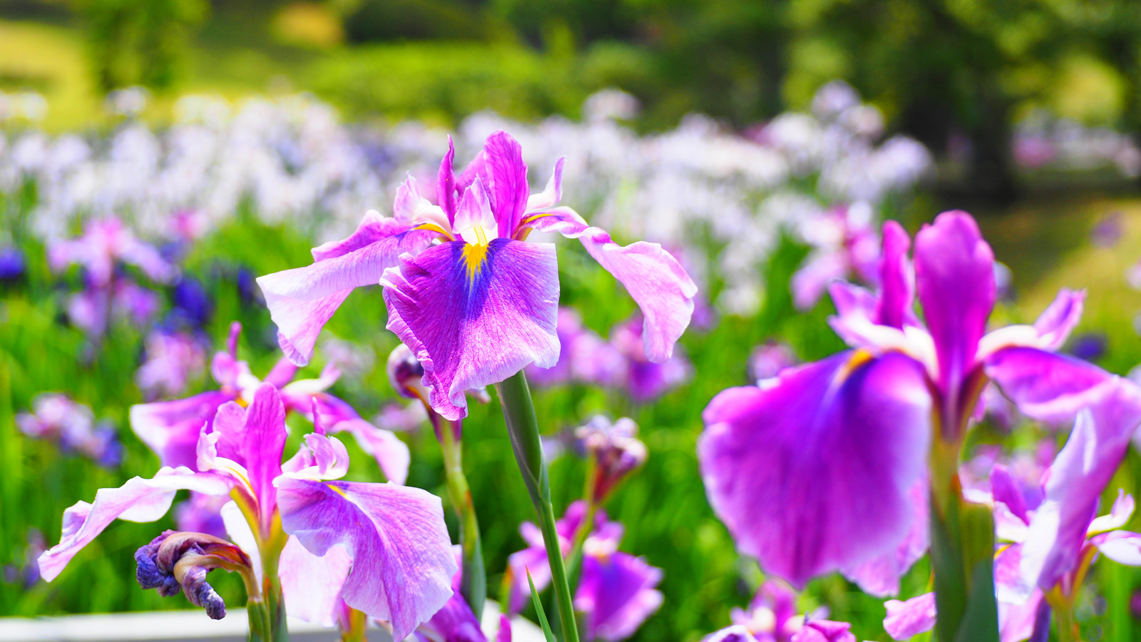 Fall Care For Your Irises That Will Keep Them Healthy All Year Long