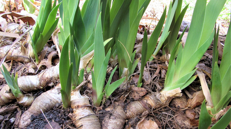 exposed iris rhizomes 